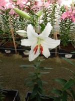 [5273 Siberia JWS No02.JPG]